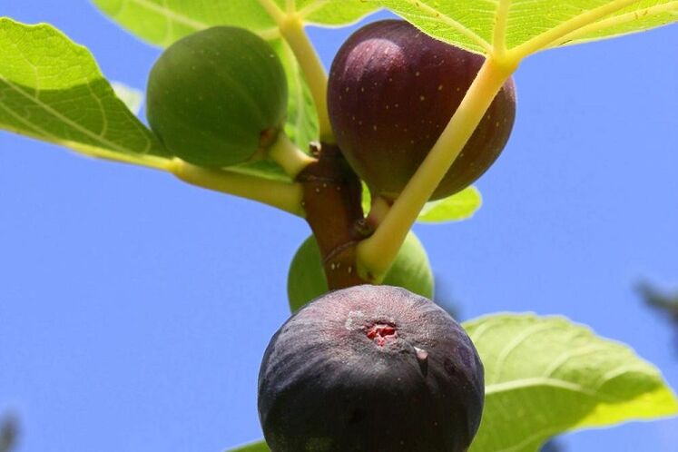 figues pour augmenter la puissance